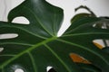 Closeup shot of a big green leaf of Monstera plant at home Royalty Free Stock Photo