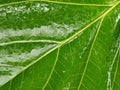 Closeup Shot of The Big Green leaves After Rain