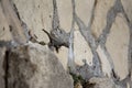 Closeup shot of a big lizard on the stone wall Royalty Free Stock Photo