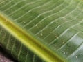 Closeup shot of a big palm tree leaf texture Royalty Free Stock Photo