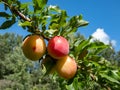 Big, ripe and unripe pink and green plums (prunus domestica) on the branches of the plum tree surrounded with Royalty Free Stock Photo