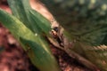 Closeup shot of a big spider on aloe leaves Royalty Free Stock Photo