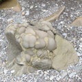 Closeup shot of a big stone on a coastal beach near Joggins in Cumberland County, Canada