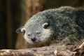 Closeup shot of Binturong on a branch on a blurred background Royalty Free Stock Photo