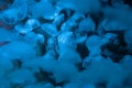 Closeup shot of bioluminescence