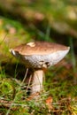 Closeup shot of a birch bolete mushroom growing in the garden on a sunny day with blur background Royalty Free Stock Photo