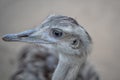 Closeup shot of bird ostrich with blurred background