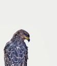 Closeup shot of the Bird-Red tailed hawk Royalty Free Stock Photo