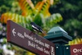 closeup shot of a bird sitting atop a signpost at the Singapore Botanic Gardens, Singapore