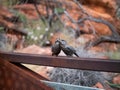 Closeup shot of bird statue near the Ayers rock in Australia