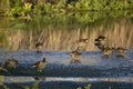 Closeup shot of birds drinking water from a lake and reflections of trees