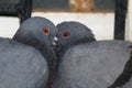 Closeup shot of birds showing love Royalty Free Stock Photo