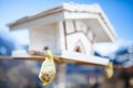 Closeup shot of a birdseed in a small yellow bag hanged at the edge of a birdhouse