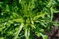 Closeup shot of bitter lettuce plant leaves on a blurred background Royalty Free Stock Photo