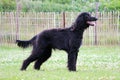 Closeup shot of a black Afghan Hound dog standing in a field with open mouth Royalty Free Stock Photo