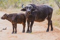 Closeup shot of a black African buffalo and its baby on a nature reserve field Royalty Free Stock Photo