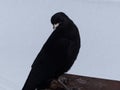 Closeup shot of a black Alpine chough perched on a metal surface Royalty Free Stock Photo