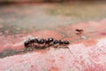 Closeup shot of black ants communicating each other