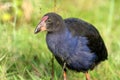 Closeup shot of a black brown headed cowbird in the field during daytime Royalty Free Stock Photo