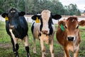 Closeup shot of black and brown Jersey calves in the farmland Royalty Free Stock Photo