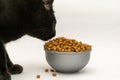 Closeup shot of a black cat eating a bowl of cat food Royalty Free Stock Photo