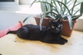 Closeup shot a black cat looking at the camera on a smooth wooden table