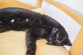 Closeup shot of a black cat lying on a wooden chair Royalty Free Stock Photo