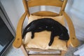 Closeup shot of a black cat lying on a wooden chair Royalty Free Stock Photo