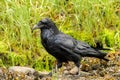 Closeup shot of a black common Raven walking n the ground