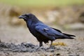 Closeup shot of a black common Raven walking n the ground