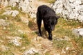 Closeup shot of a black Croatian sheepdog walking on a rocky field in a rur Royalty Free Stock Photo