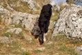 Closeup shot of a black Croatian sheepdog walking on a rocky mountainous place