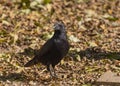 Closeup shot of a black crow found standing on the ground under the sun