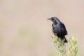 Closeup shot of a black crow on smooth purple background