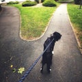 Closeup shot of a black dog with a leash on the park with two path Royalty Free Stock Photo