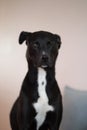 Closeup shot of a black dog winking