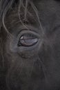 Closeup shot of a black eye of a horse Royalty Free Stock Photo