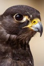 Closeup shot of a black falcon, Falco subniger