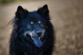 Closeup shot of a black Finnish Lapp Hund dog with his tongue out Royalty Free Stock Photo