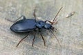 Closeup shot of a black ground beetle on a rough surface Royalty Free Stock Photo
