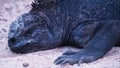 Closeup shot of a black iguana resting on the sandy shore at Santa Cruz Island in Ecuador Royalty Free Stock Photo