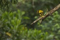 Black-naped oriole Oriolus chinensis perch on twig