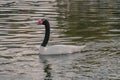 Closeup shot of a black-necked swan swimming on the lake Royalty Free Stock Photo