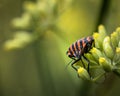 Closeup shot of a black orange striped bug on flower buds Royalty Free Stock Photo