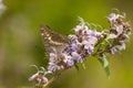 Closeup shot of a black rajah butterfly sitting on the flower