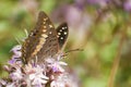 Closeup shot of a black rajah butterfly sitting on the flower