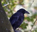 Closeup shot of a black raven on a blurred background