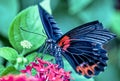 Closeup shot of a black red butterfly with a broken wing on a flower Royalty Free Stock Photo