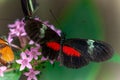 Closeup shot of a black red postman butterfly on a pink flower Royalty Free Stock Photo