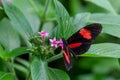 Closeup shot of a black red postman butterfly on a pink flower Royalty Free Stock Photo